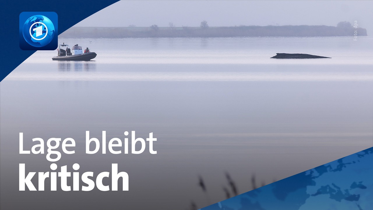 Gestrandeter Buckelwal liegt noch immer vor Insel Poel