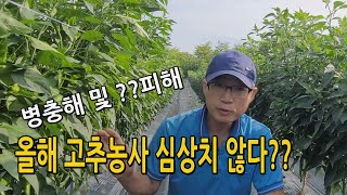 올해 고추재배 생육상태 및 병충해 발병 현황 (2022.07.20)