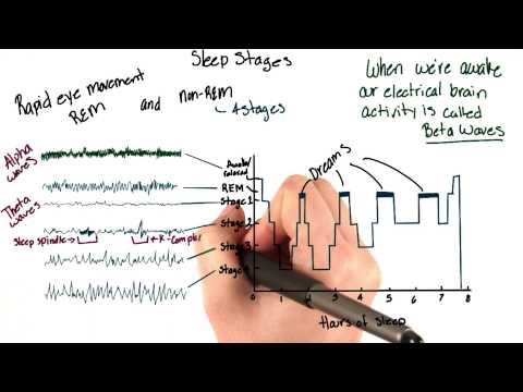 Brain waves during sleep - Intro to Psychology