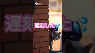遅刻した猫（そらまる）ギリギリセーフ#cat #面白い #funny