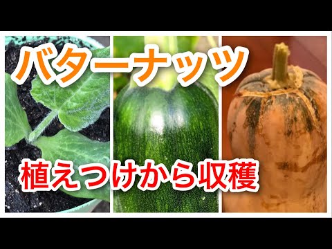 バターナッツスカッシュ 植物