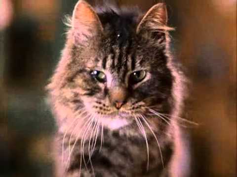 Joe's Apartment - cat scene