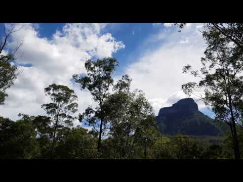 Bellbirds -  Queensland, Australia