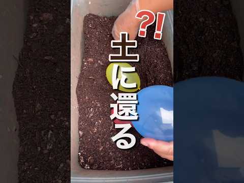堆肥からミミズを分離するにはどうすればよいですか?簡単な方法  庭園