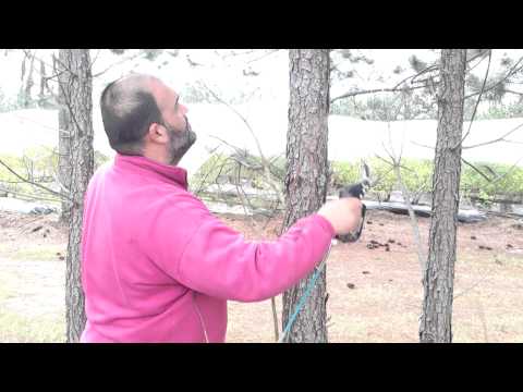 Poda con Tijeras Neumaticas - Forestales - Agroimport Argentina