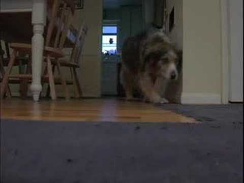 A Tribute to Cody 1997-2006   Music: Spymob