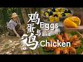 One Chicken One Egg And A Whole Table Of Hometown Flavors Chicken And Egg Recipe Collection 滇西�