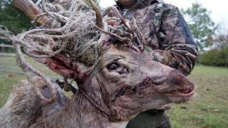 Fieldsports Britain – Fallow buck in a tangle + Hampshire foxes + calling muntjac