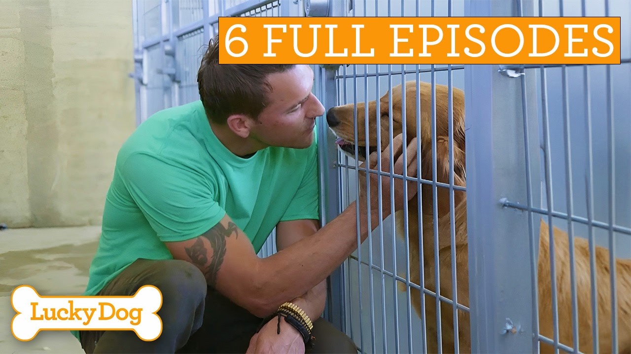 Lucky Dog Marathon! | Full Episodes | S2 Ep 19-24