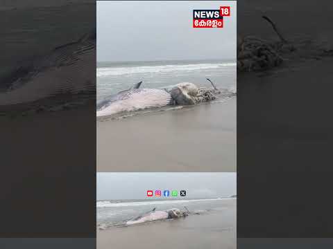 Azhikode നീർക്കടവ് തീരത്ത് തിമിംഗലം കരക്കടിഞ്ഞ നിലയിൽ | Kannur | Neerkadavu Beach | Dead Whale |N18S