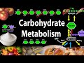 Biochemistry Carbohydrate Metabolism Animation
