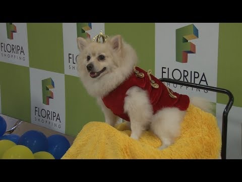 TJ UFSC 29/05/17 - Ironman Floripa // Cãopetição de moda