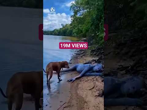 💀Cat Fights Mermaid Creature!🧜‍♂️ #Cat #Cute #Shorts #Viralvideo #Fyp #Usa #Trending #Viral #AI