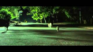 Трейлер: Бульвар страха