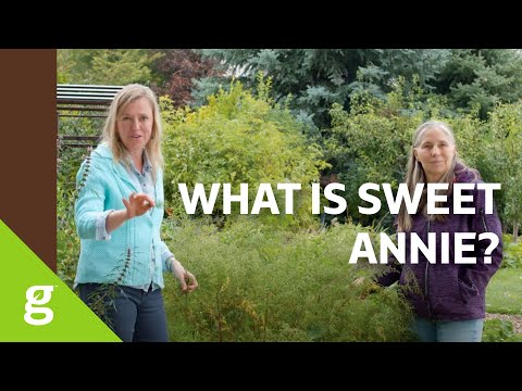 What is Sweet Annie?