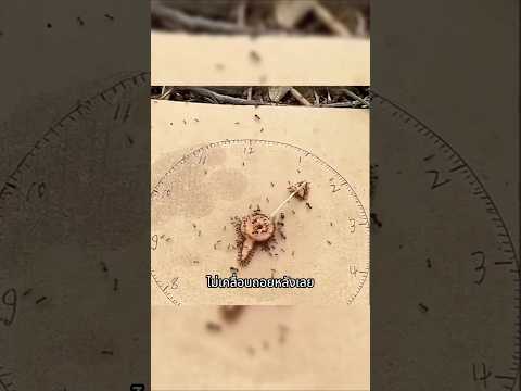 นาฬิกาที่ทําจากมด !!