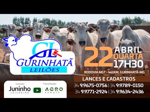 LEILÃO DE CORTE - GURINHATÃ LEILÕES 22/04/2026 - AGROREMATE