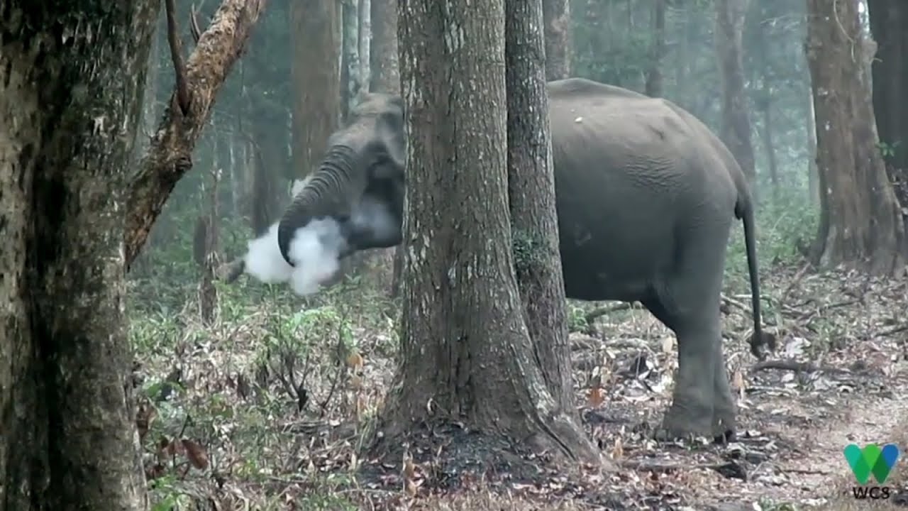 'Smoke-breathing' elephant stumps scientists - YouTube