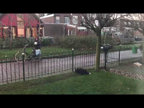 Los mejores videos de Border Collie de junio