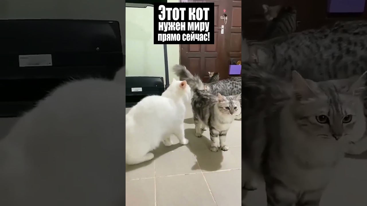 ��������� ����� �� ����� - ��� ������ ����