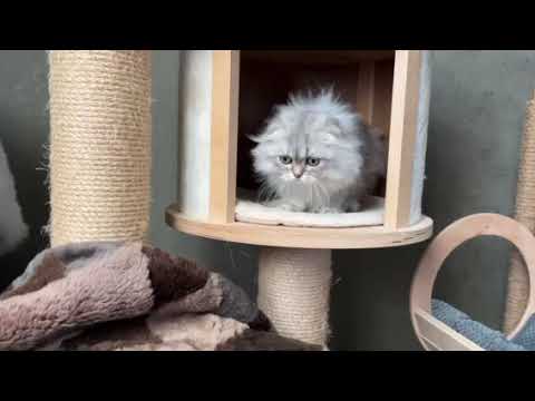 Mysterious Scottish Kitten Waldemar