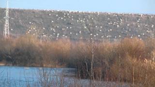 preview picture of video '00001Flock of sheep grazing.'