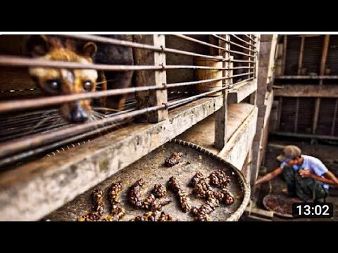 How Civet make World Most Expensive Coffee - Civet Coffee Farming - Coffee Harvest and Processing