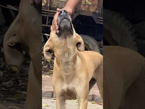 #azul #gururandhawa #gurjeet #trendingsong #naughtypets #funnypets #funny #shorts #youtubeshorts