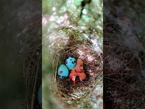 Tailorbird babies (P 5) #shorts