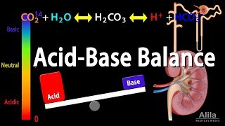 Acid Base Balance, Animation.