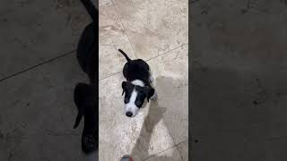 Video preview image #1 Labrador Retriever Puppy For Sale in Boca Raton, FL, USA