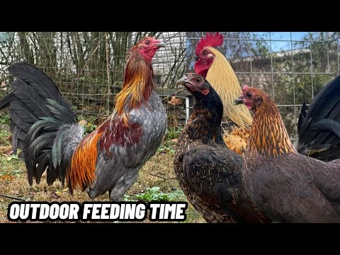 Big Farm USA - Feeding Time Shape Outdoor Chicken Coop Chris Blankenship 2025 2026