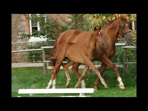 Hengstfohlen Quantensprung