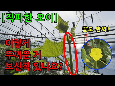 [전라 광주] 이렇게 두꺼운 오이 보신적 있나요?(직파 오이)