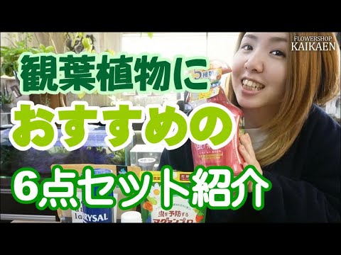 「ワシシダ」としても知られる一般的なシダは、落葉樹または針葉樹の下草に自然に成長します。