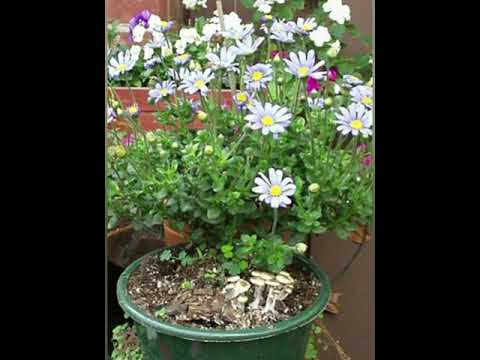 • Ps.Cyanescens / Ps.Azurescens • Pilzzucht im Freien - Holzzersetzer (Praxis • Vorgehen • Vorteile)