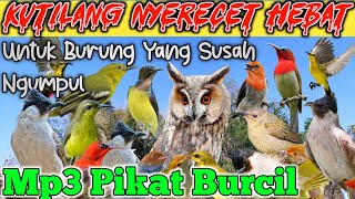 Download lagu Mp3 Suara Pikat Kutilang Ribut Kombinasi Burcil Nyerecet ‼️Wajib di coba !! mp3