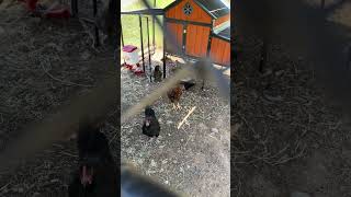 It’s Chicken Farm 30 #chickens #chickenfarming #farming