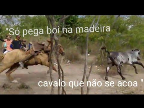 TOADA PEGA DO  BOI CACUÊTE (CARRERAS NO MATO )NA VOZ DE ALON ZÔA E ARY