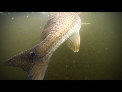 Reel Time Florida Sportsman - Cortez Slam: Redfish, Trout and Snook - Season 3 Ep. 1 RTFS