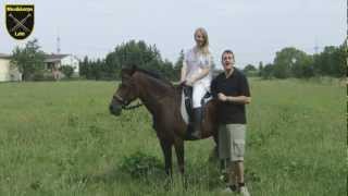 preview picture of video 'Vierspännig mit braunen Pferden'