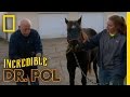 Dr Pol Unplugs Storm The Incredible Dr Pol