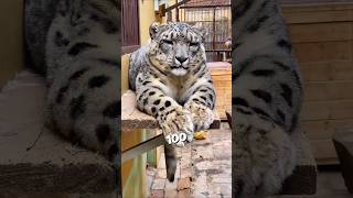 Download lagu This 100 year old snow leopard found his friend ❤️ #shorts mp3