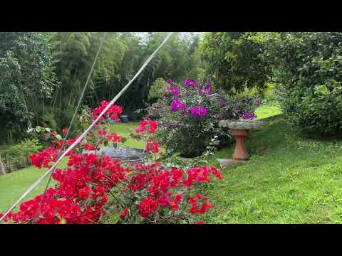 Fincas y Casas Campestres, Venta, Calima (Darién) - $650.000.000