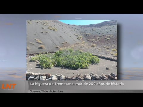 La higuera de Tremesana: más de 200 años de historia