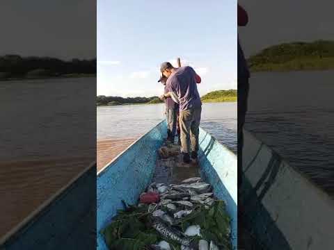 ribazon del rio caparo estado Barinas municipio Pedraza 🇻🇪