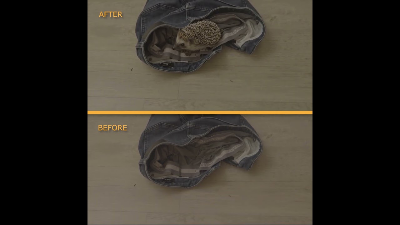 That Hedgehog Isn't Real 🦔 AI VFX Before & After