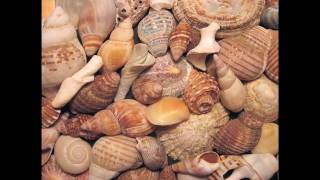 How to decorate with a beach theme