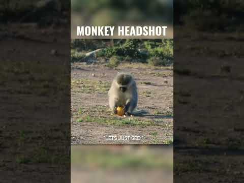 Monkey SHOT IN THE EYE with an Air Gun!
