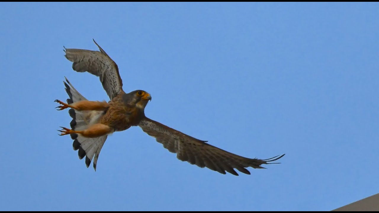 Winged Horizons - a partnership led by Miral with MBZRCF and Viya Golf